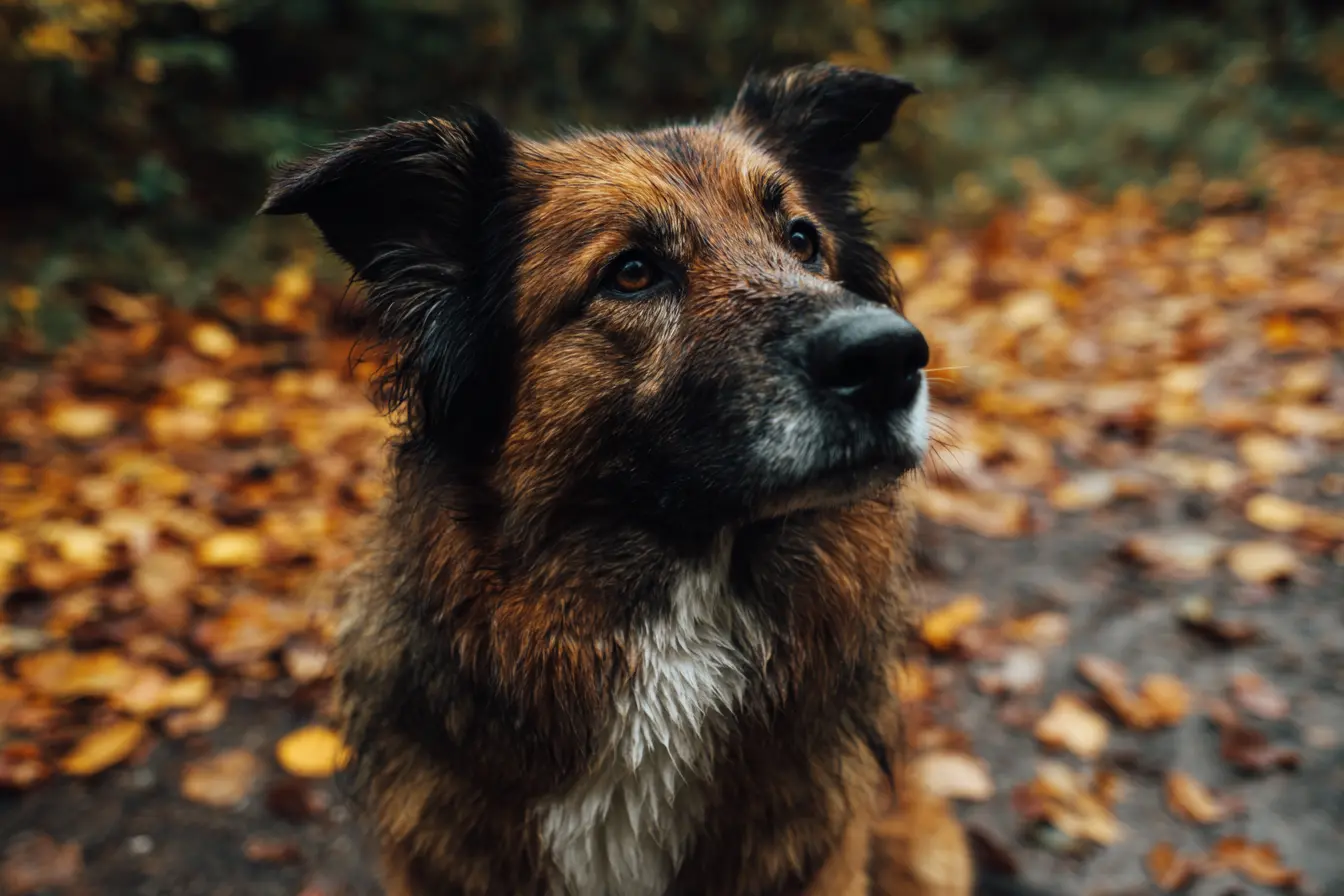 Autumn Hazards: What UK Pet Owners Should Watch For