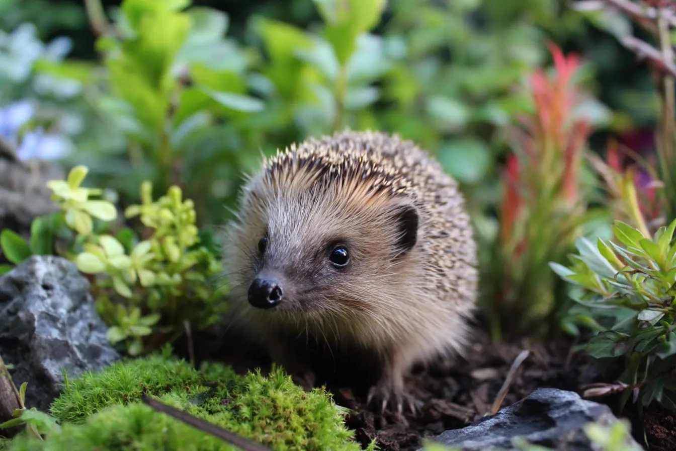 What to Do If You Find a Hedgehog Out in the Daytime