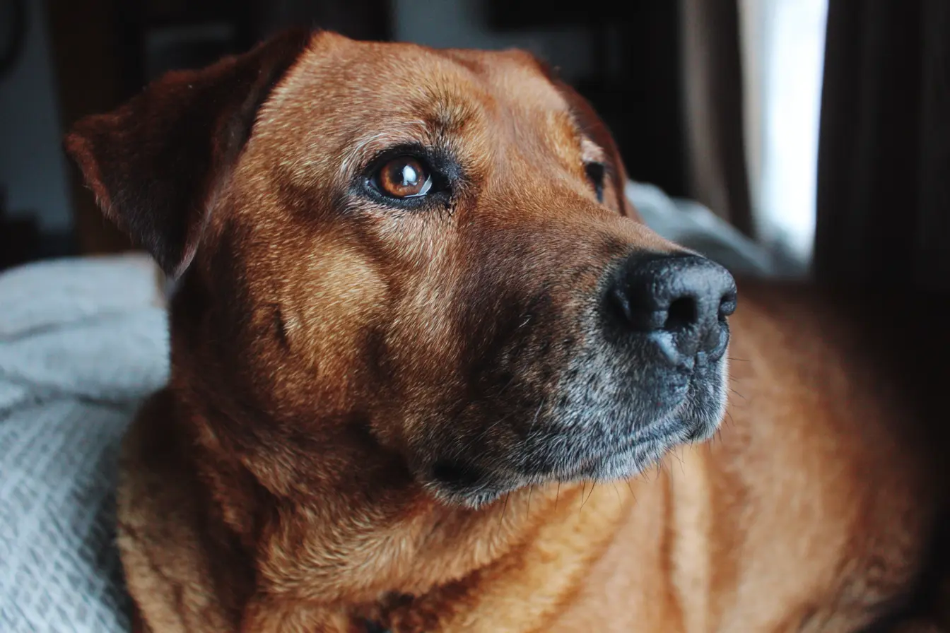 Diabetic Ketoacidosis in Dogs: Causes, Symptoms and Emergency Treatment