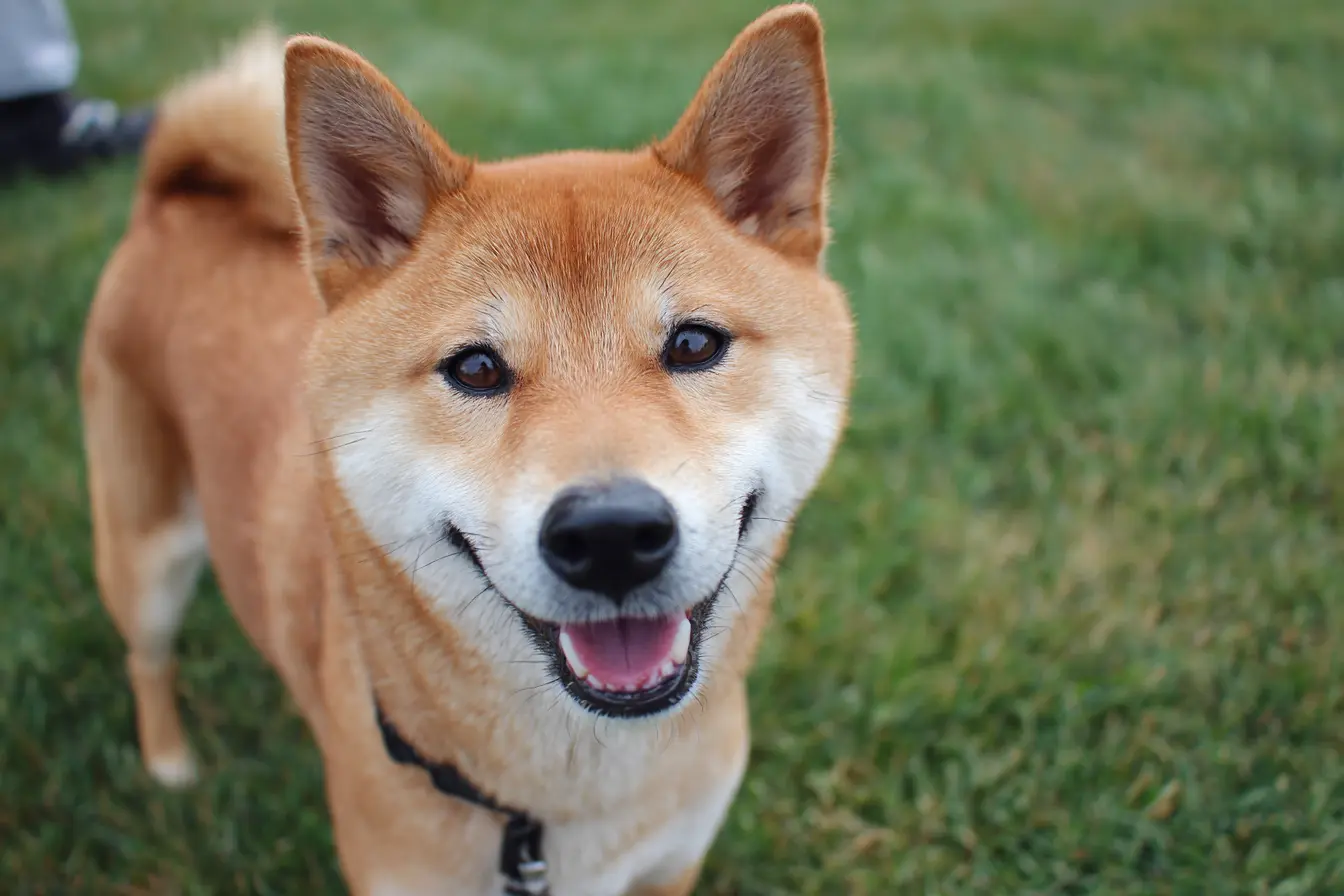 The Shiba Inu: Temperament, Care and Health