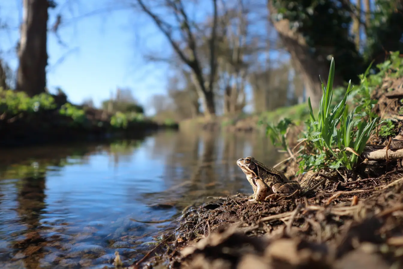 Chytrid Fungus: A Global Threat to Amphibians
