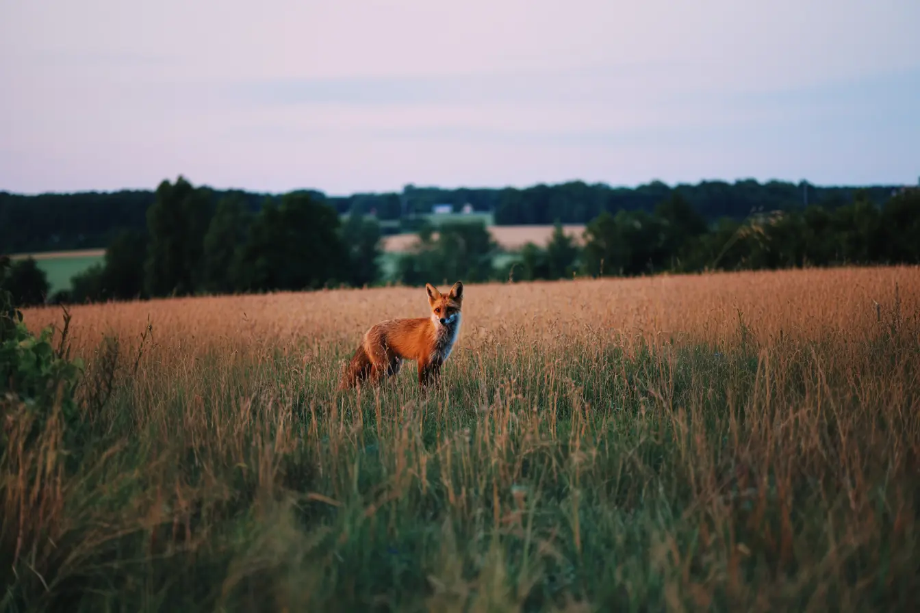 Foxes in the UK