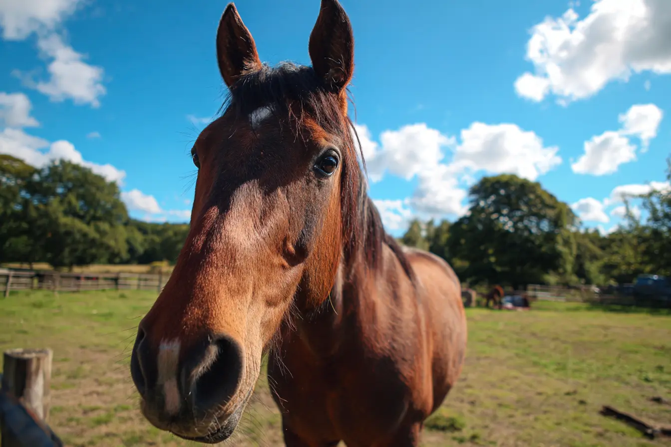 Horses and Sunburn: What Every Owner Should Know