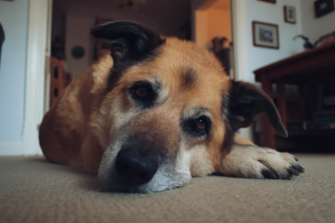 Depression in Dogs: Understanding Low Mood in Canines