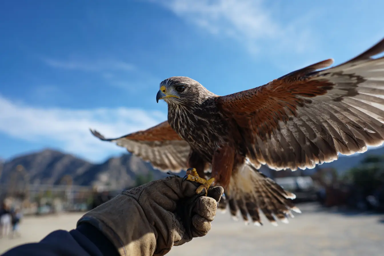 The Complete Guide to Falconry in the UK