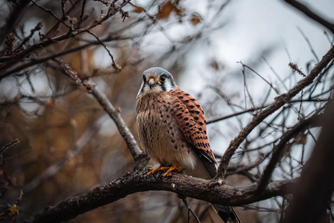 How to Recognise Fatigue in Birds of Prey
