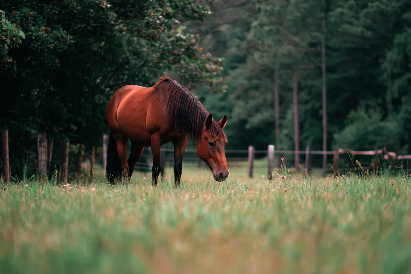 Can Horses Be Given Paracetamol for Pain Relief?