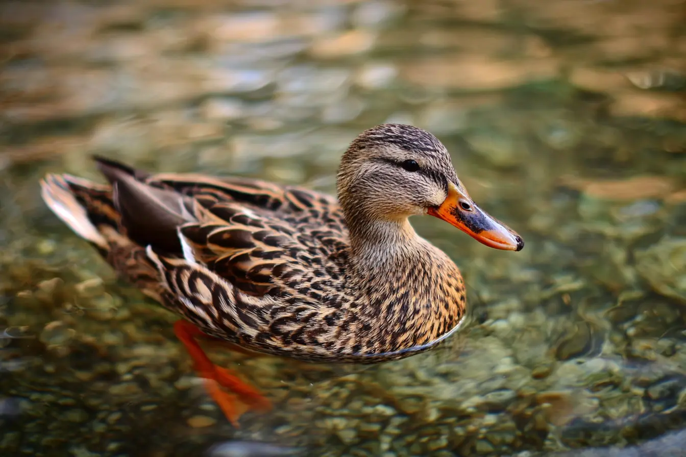 What Foods Can Ducks Eat?