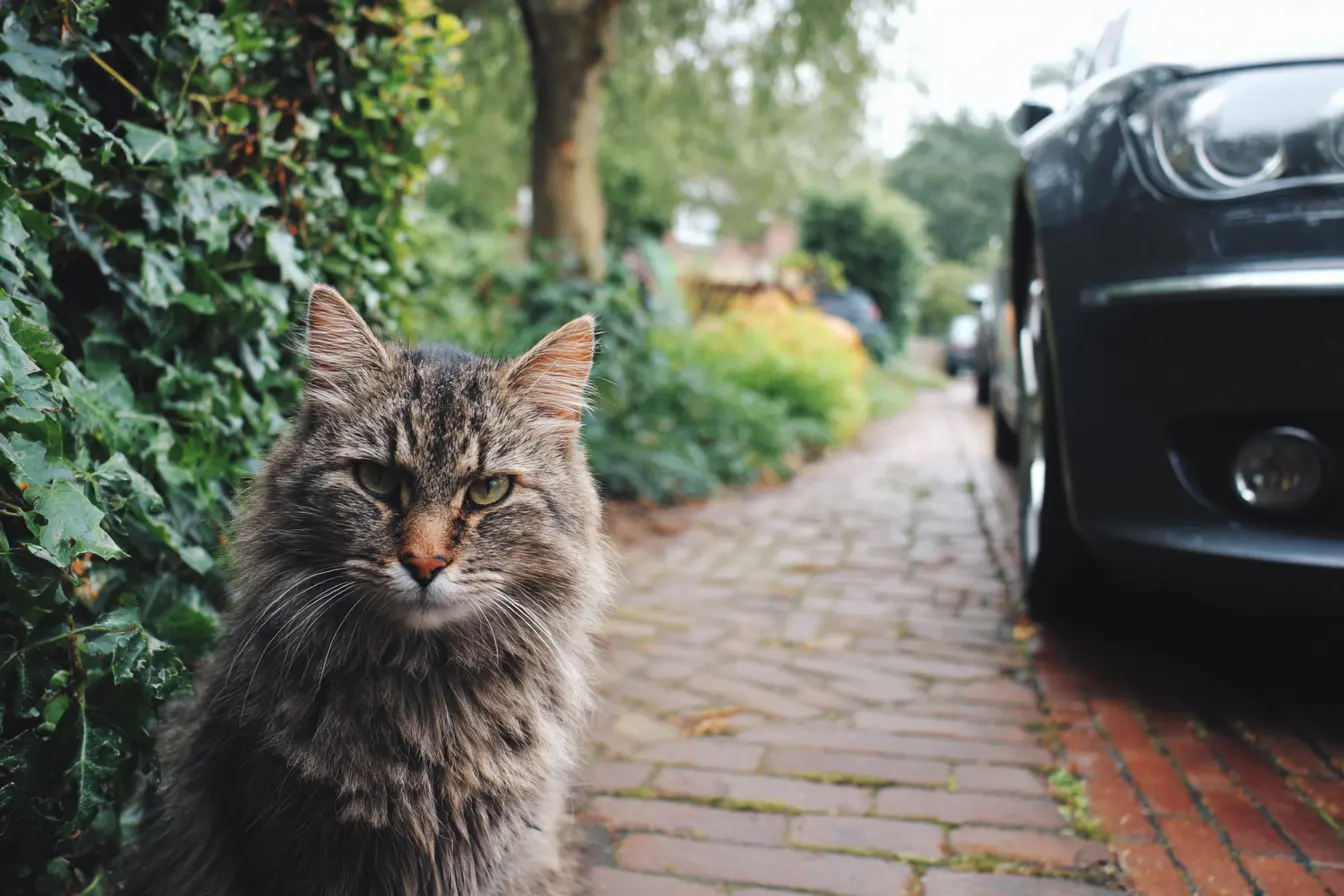 Long Distance Car Travel With Cats