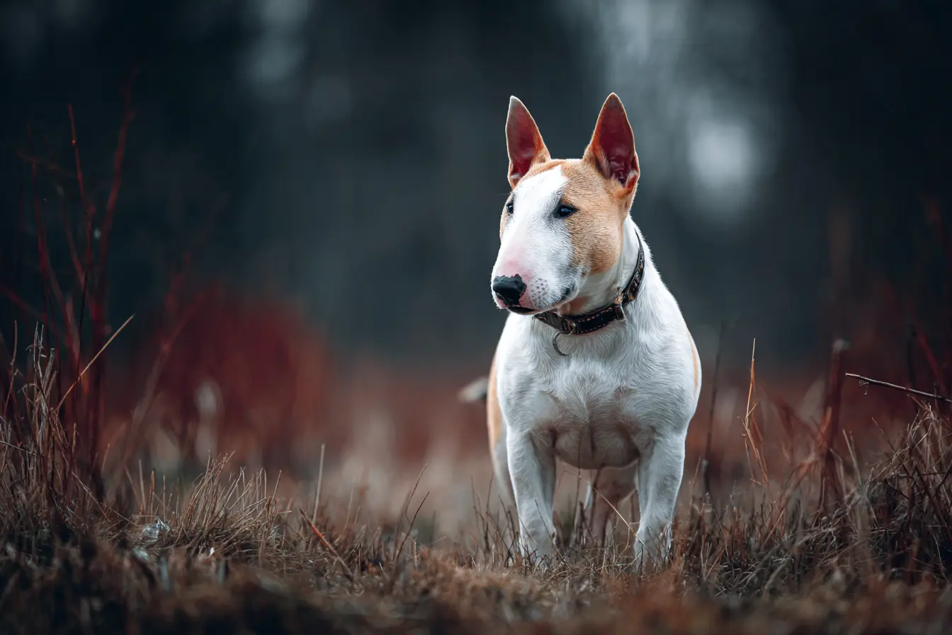 The Bull Terrier: A Lively and Affectionate Companion