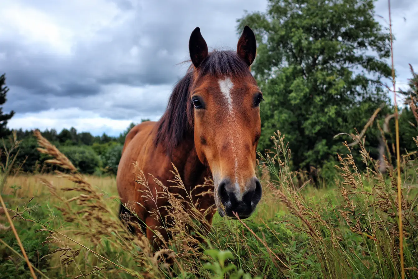 Stringhalt in Horses: Causes, Symptoms, Treatment, and Management