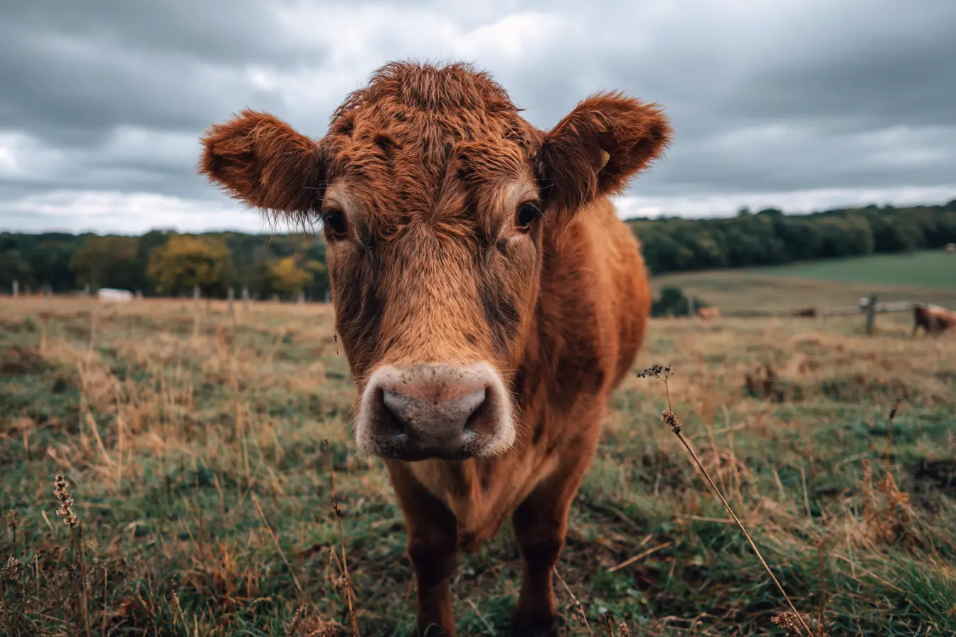 A Complete Guide to Malignant Oedema in Cattle