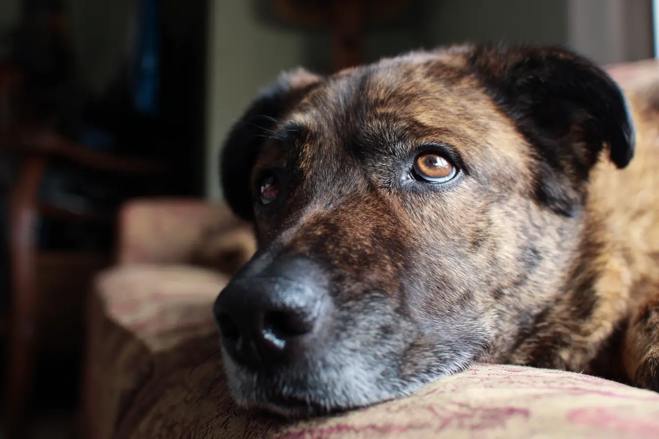 Obesity in Dogs: Causes, Risks and How to Help Your Dog Stay Healthy