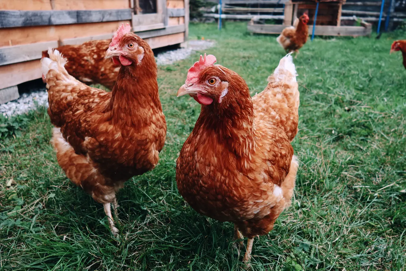 Marek’s Disease in Chickens: Everything You Need to Know