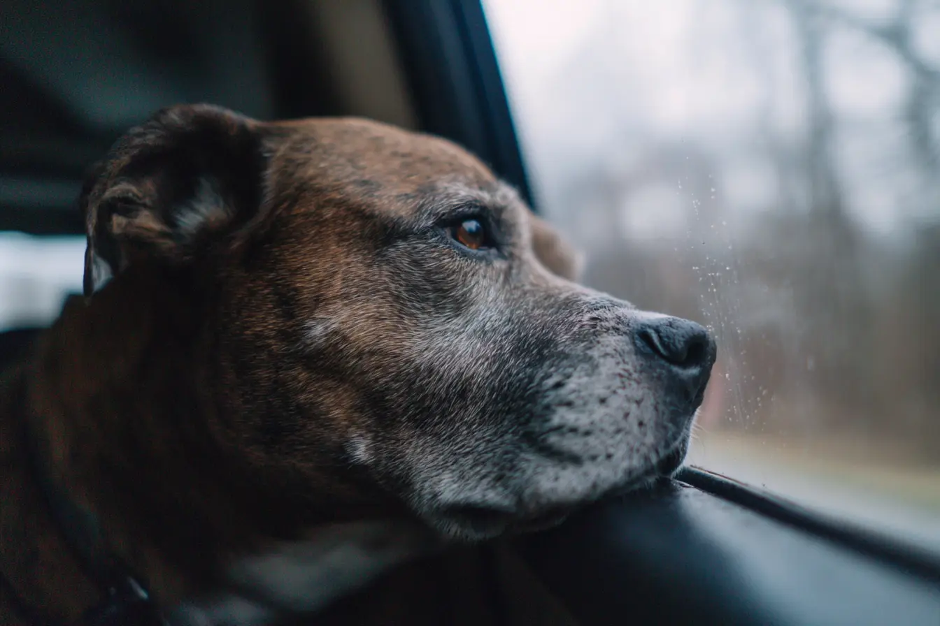 Managing Car Sickness When Travelling With Your Dog
