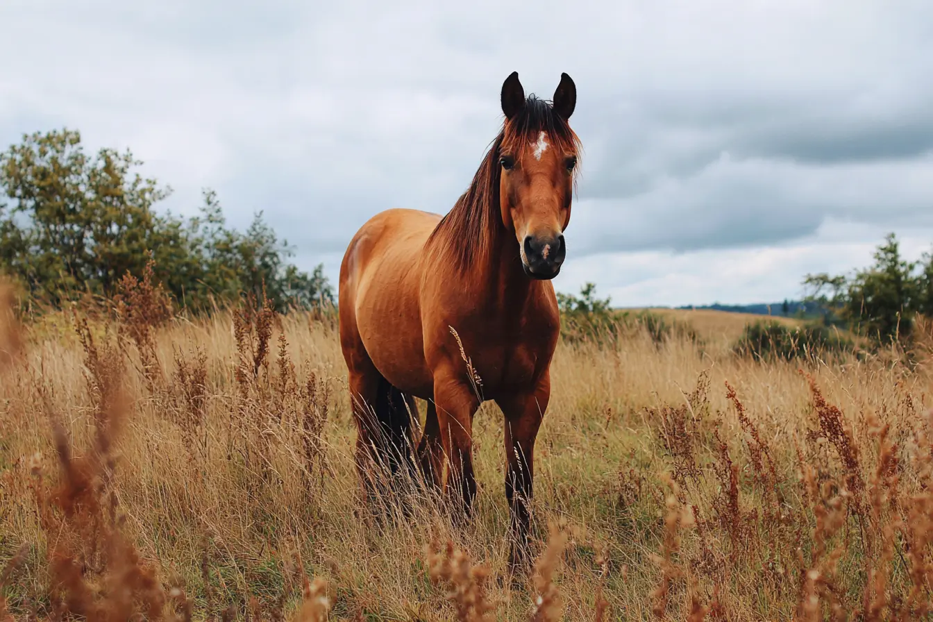 Equine Metabolic Syndrome in Horses