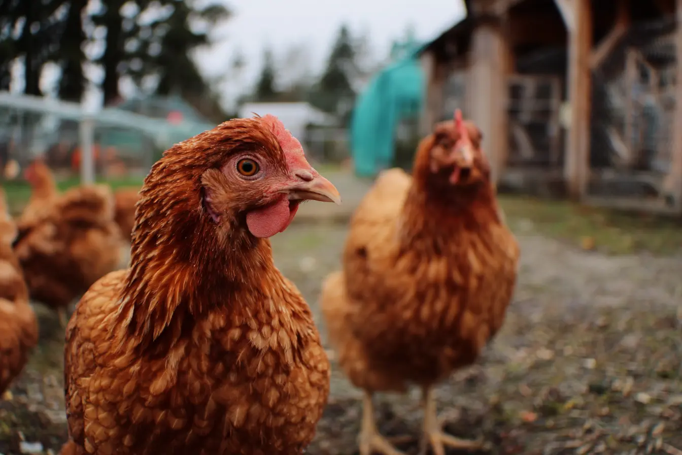 How to Introduce Rescued Chickens into an Existing Flock