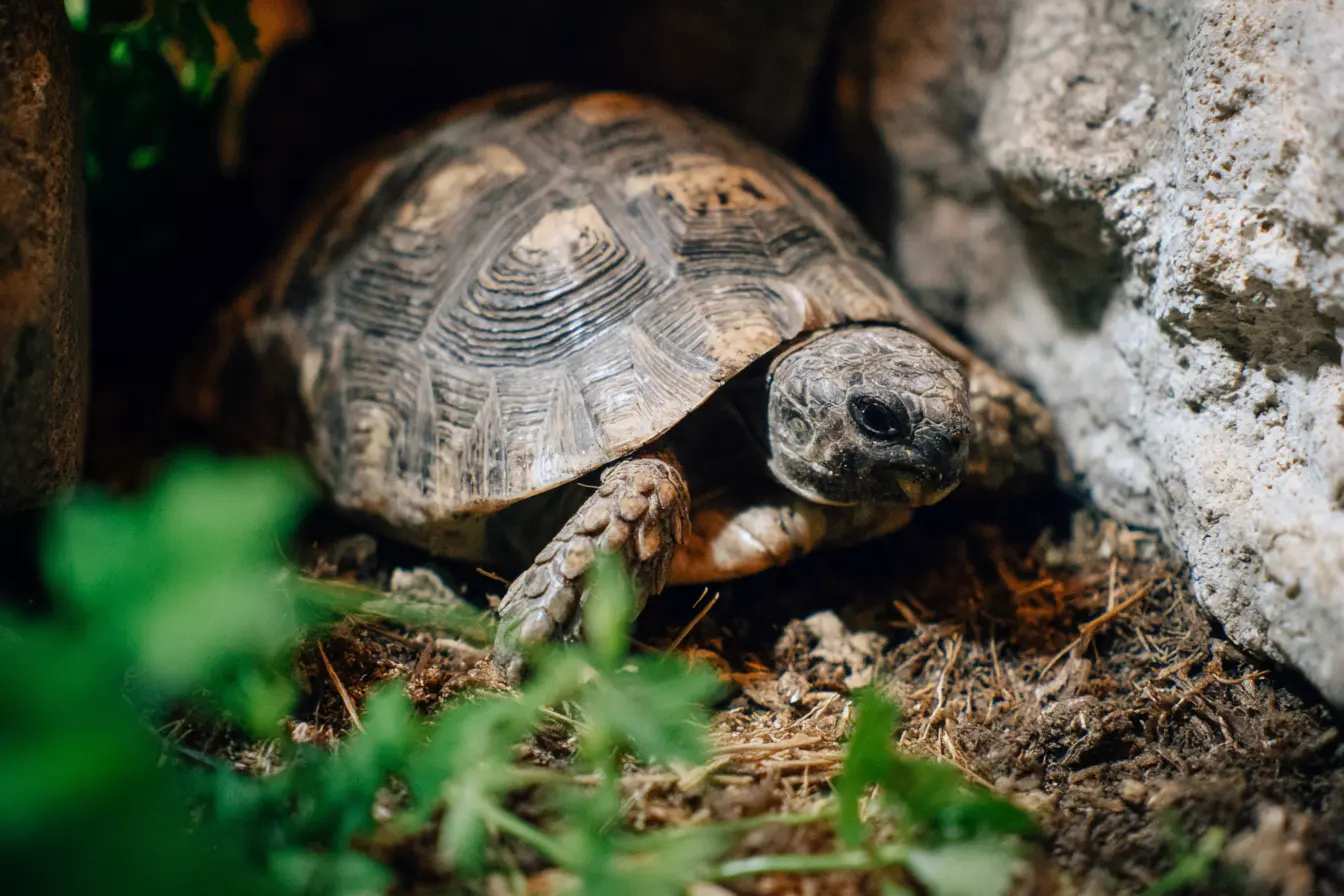 A Beginner's Guide to Housing Your Pet Tortoise