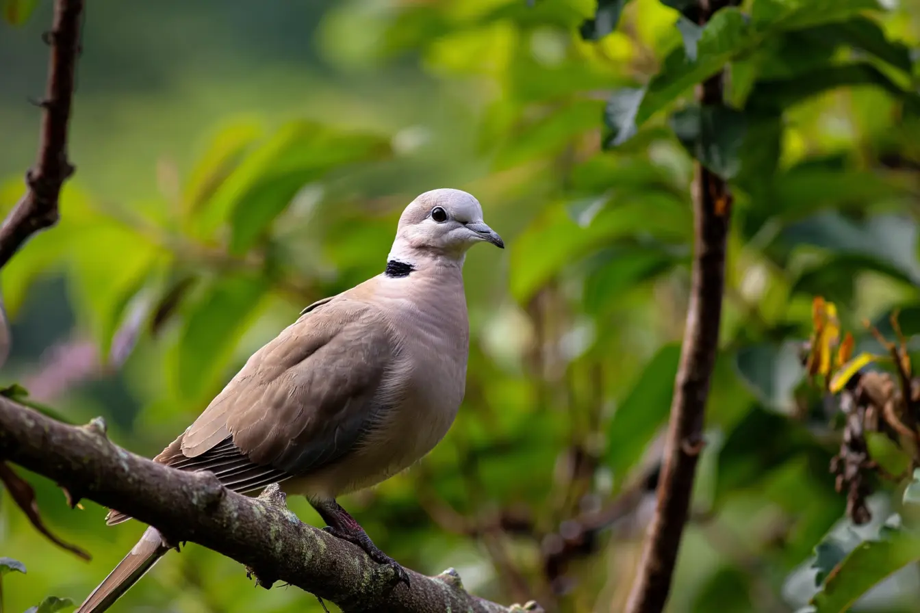 The Complete Guide to Keeping Ring-Neck Doves