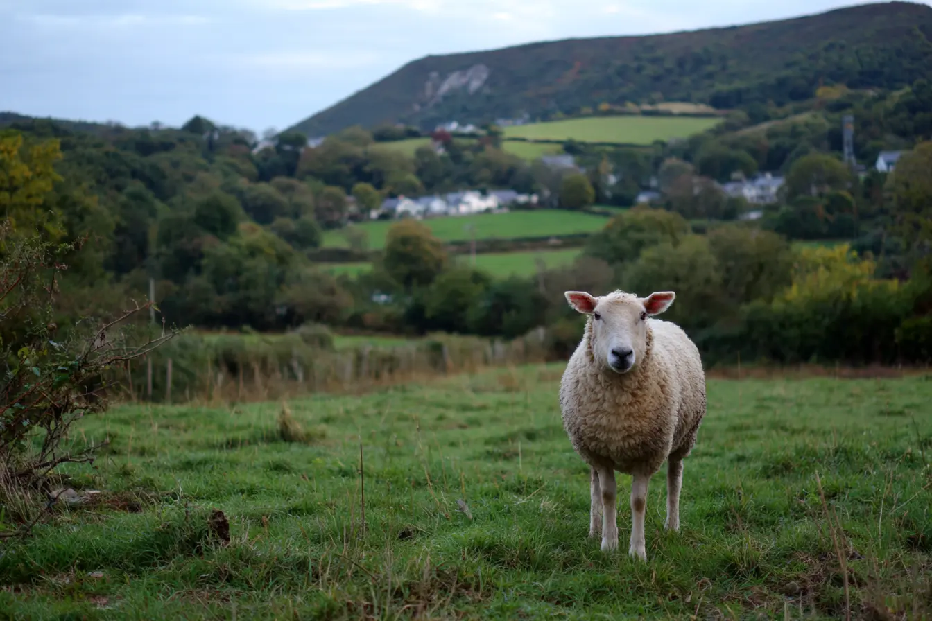 A Complete Guide to Caring for Lleyn Sheep