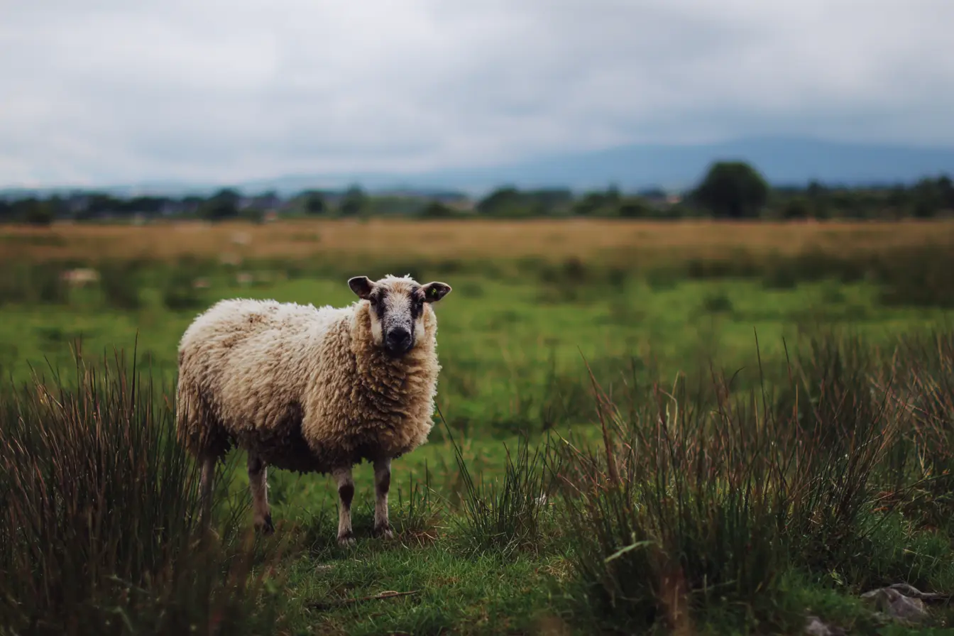 A Complete Guide to Clostridial Diseases in Sheep