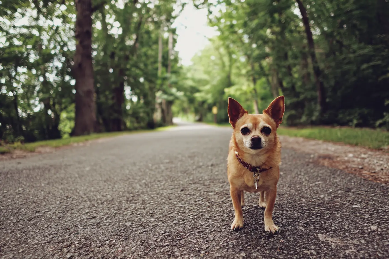 The Chihuahua: A Tiny Dog with a Huge Personality
