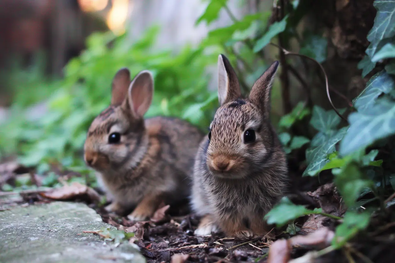 What to Do If You Find Baby Rabbits in Your Garden