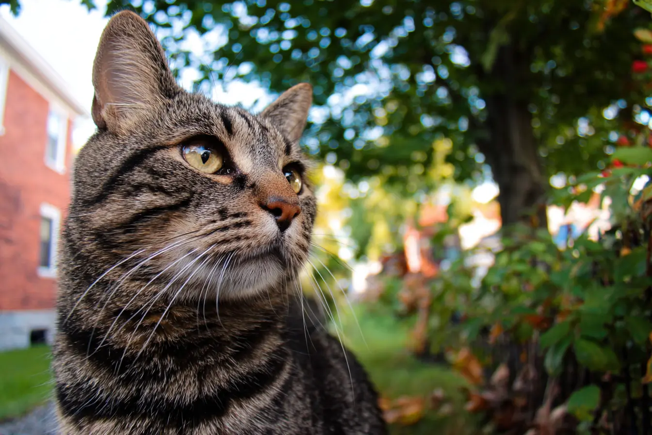 Boarding Facilities vs Home Visits: What Is Best for Your Cat?