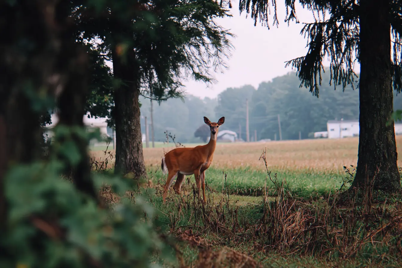 Deer and Chronic Wasting Disease in the UK: A Growing Concern