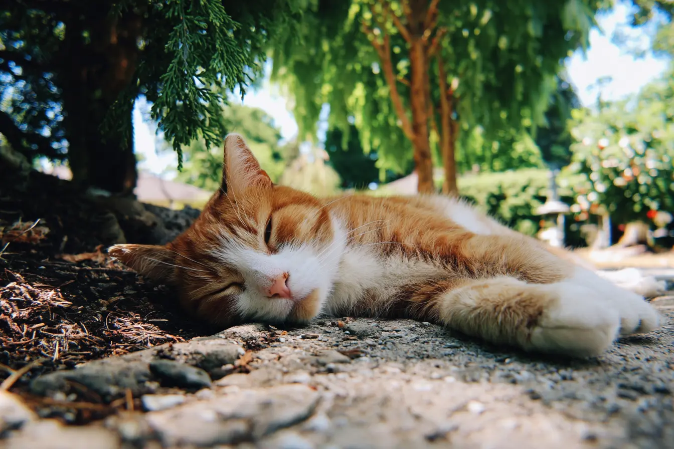 Can Cats Get Sunburn? What Every Owner Needs to Know