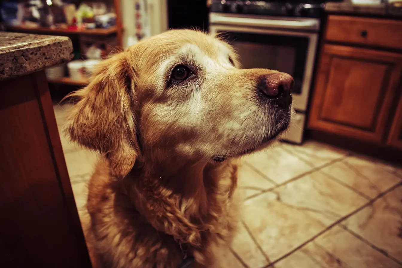 Lungworm in Dogs in the UK: How Dogs Catch It, Signs and Prevention