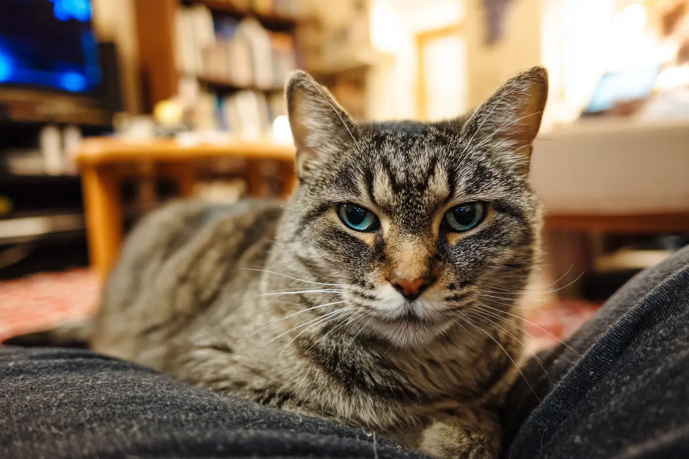 Diabetes Mellitus in Cats: Signs, Causes and How to Manage It