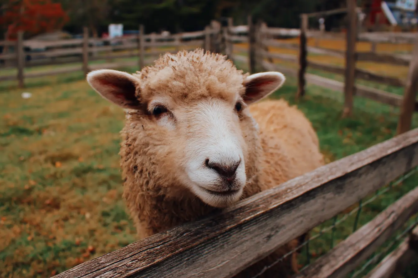 A Complete Guide to Black Disease in Sheep