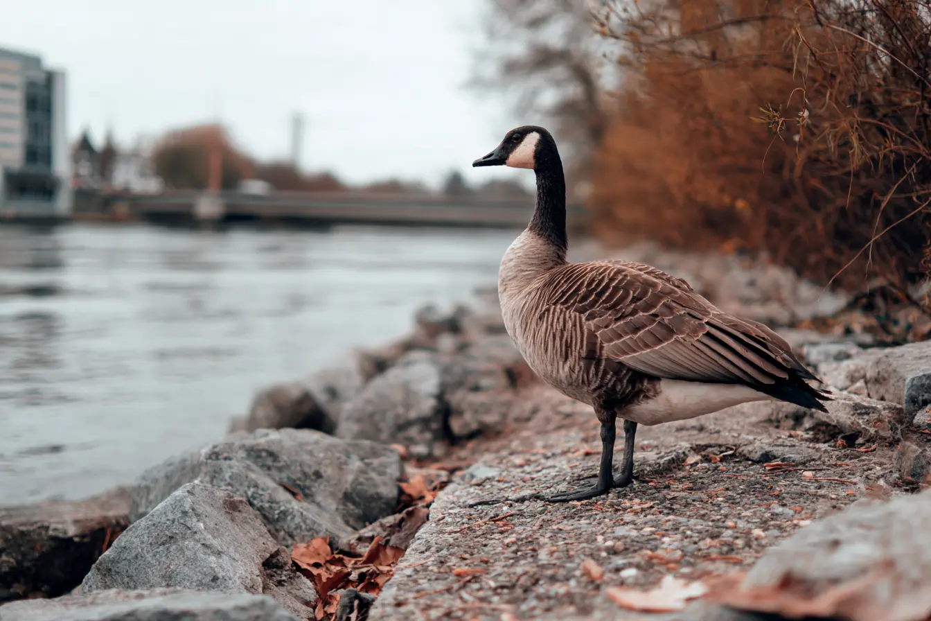 Wild Geese You’ll Find in the UK