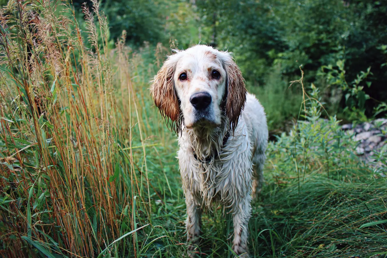 The English Setter: A Graceful and Affectionate Companion