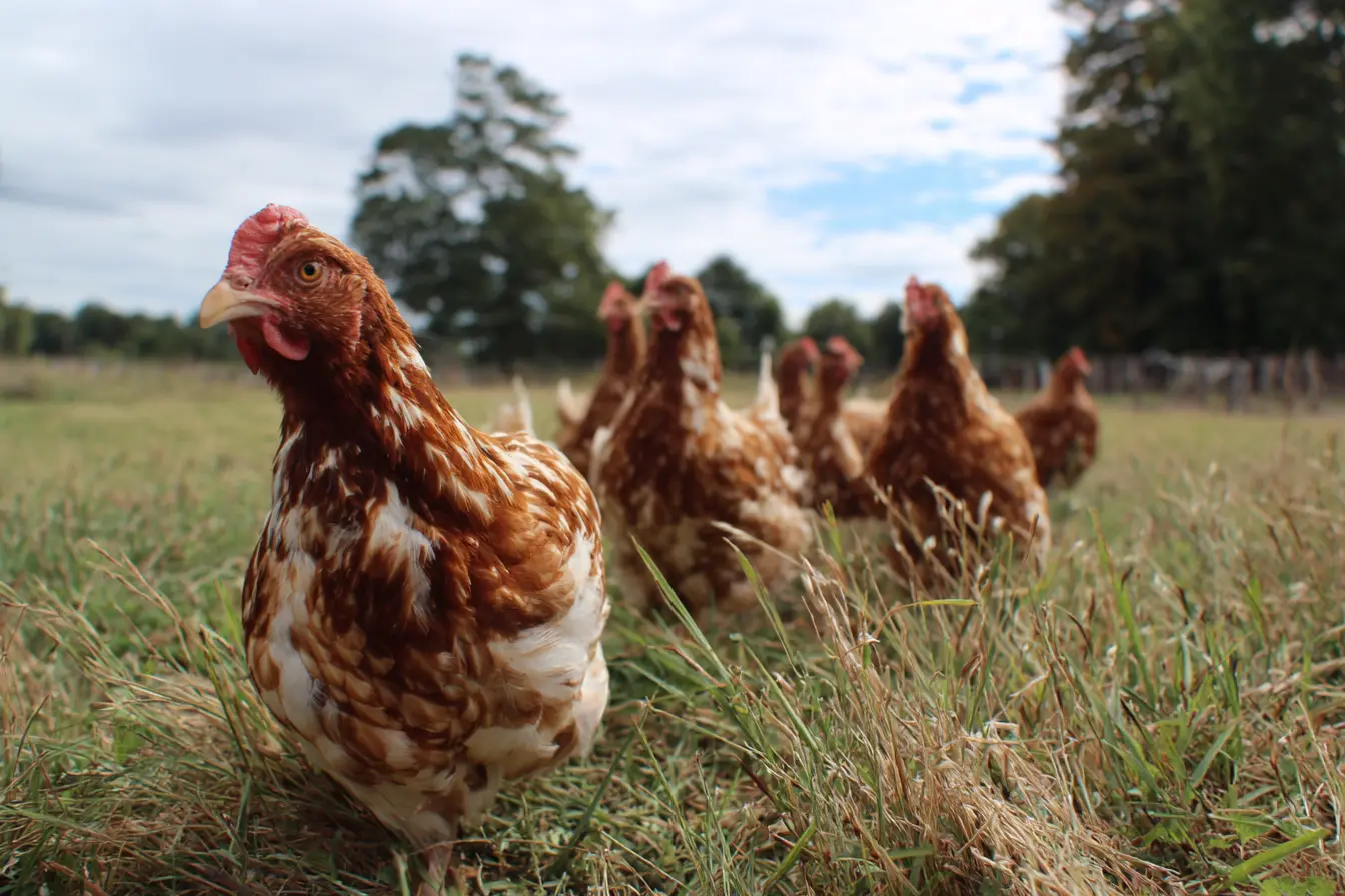 Recognising and Treating Prolapse in Chickens