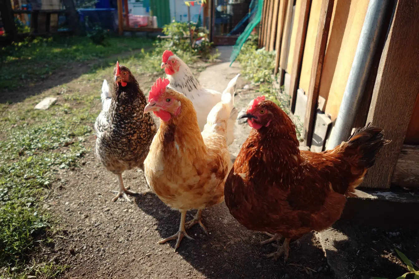 How to Care for Rescued Hens in Your Backyard Flock