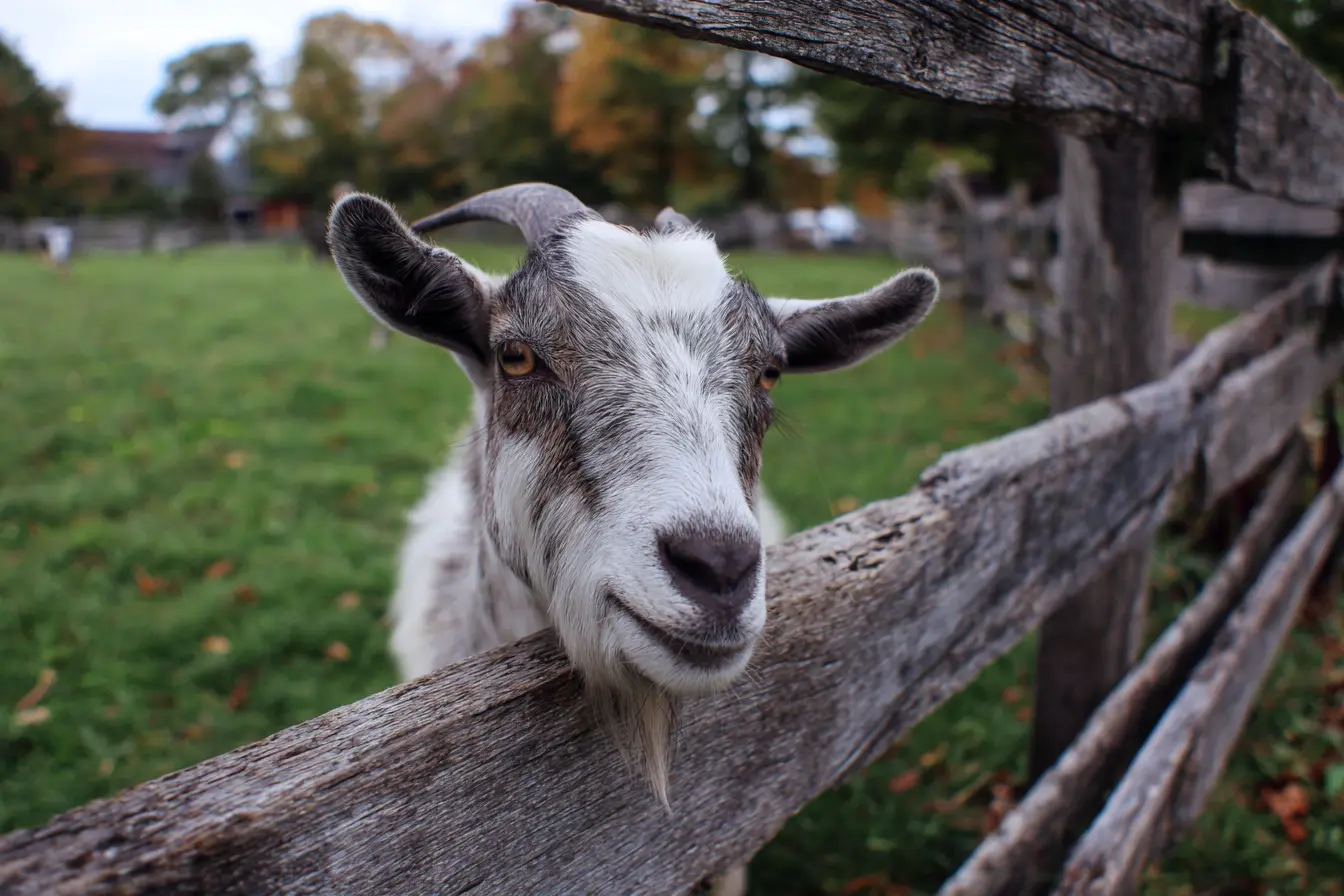 A Complete Guide to Disbudding in Goats