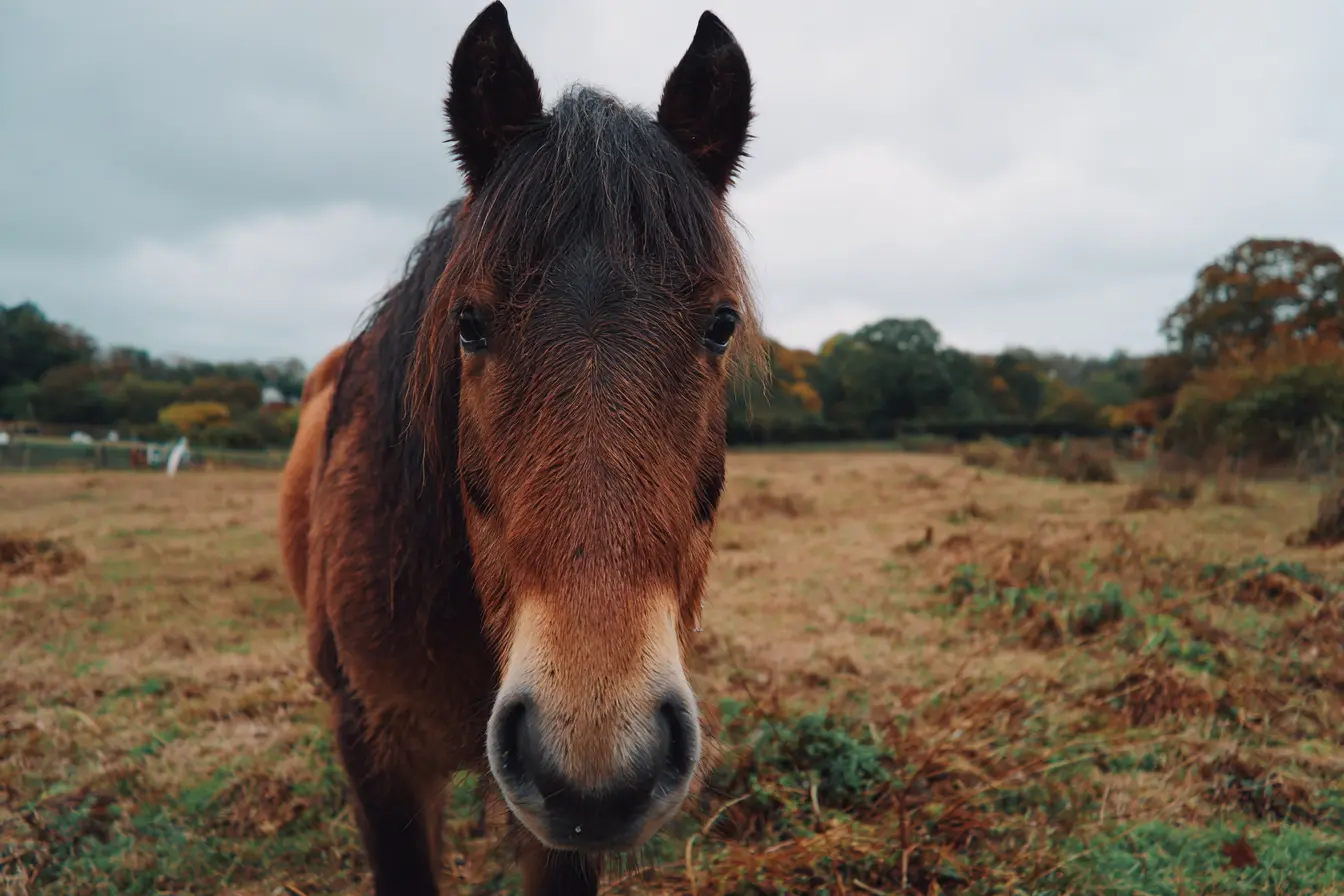 Sweet Itch in Horses: Everything You Need to Know