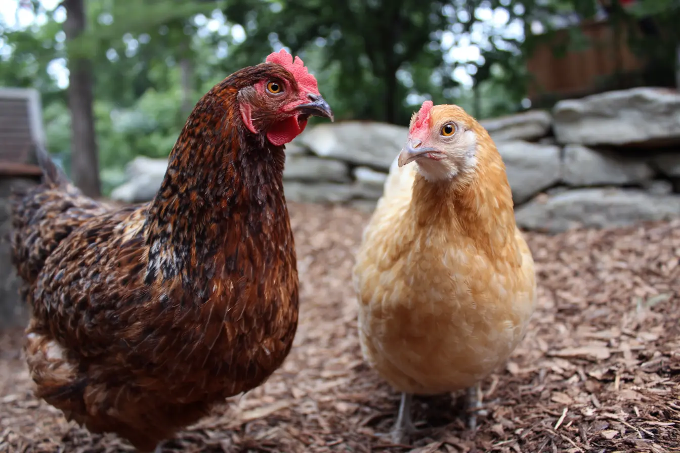 Crop Impaction in Chickens