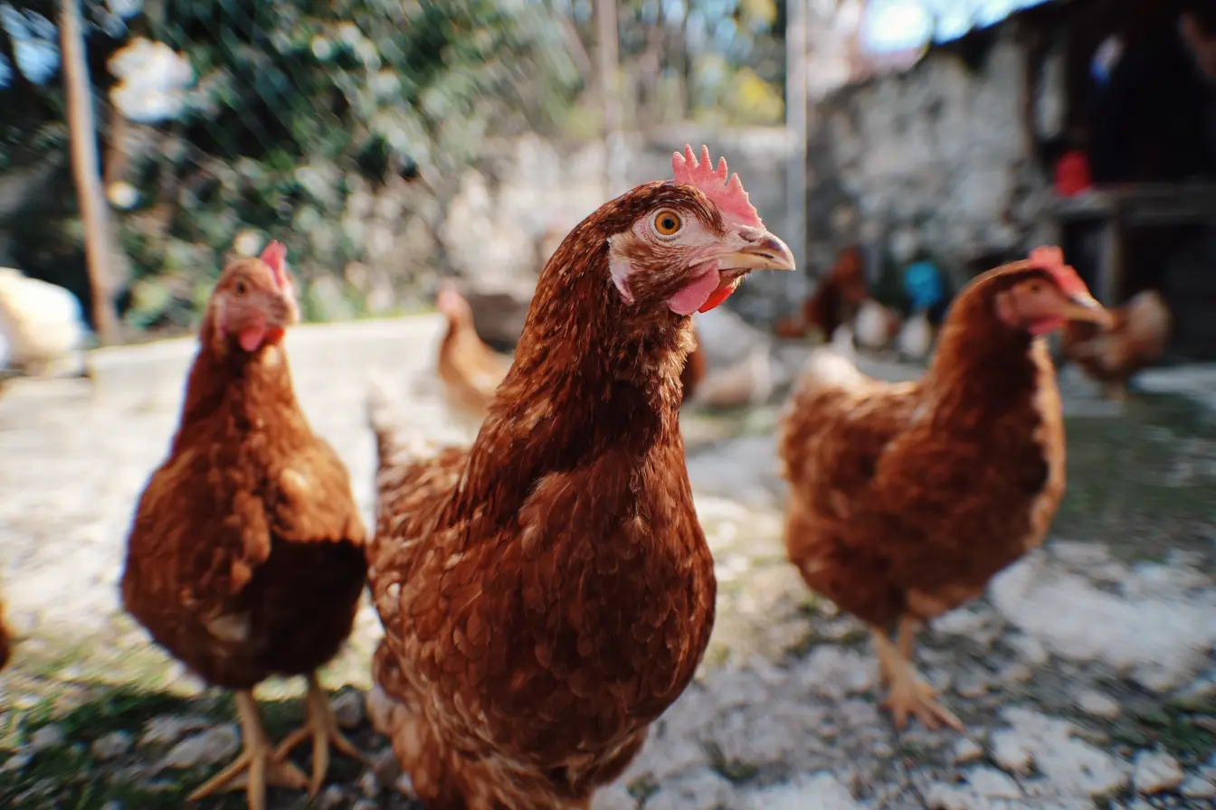 How Long Do Chickens Live?