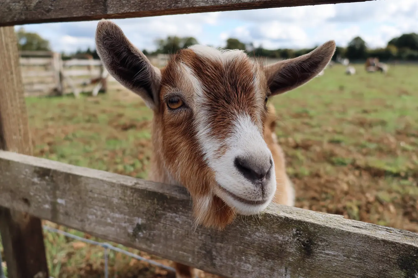 Understanding The Importance of Diet for Fibre Quality in Goats
