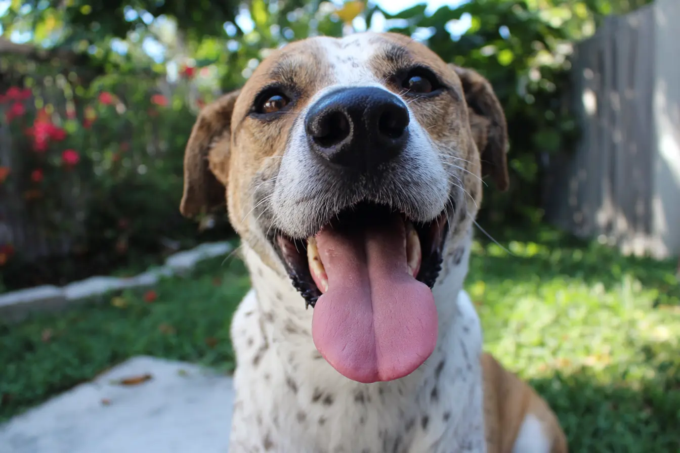 Why Do Dogs Lick You?