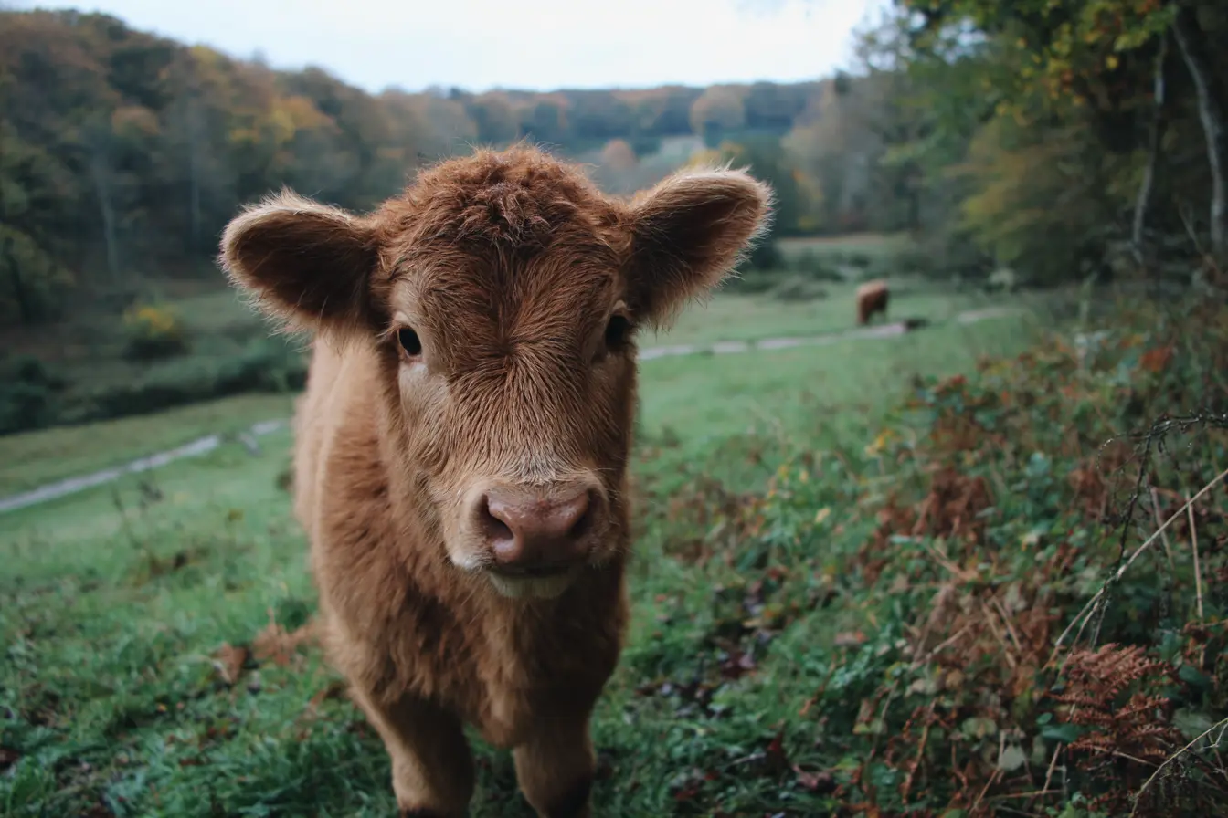 A Complete Guide to Haemorrhagic Enteritis in Cattle