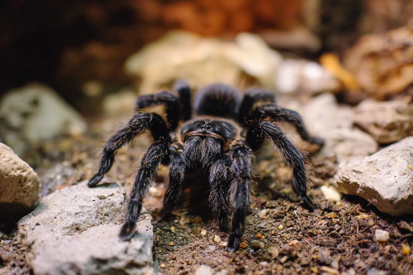 The Complete Guide to Keeping Black Emilia Tarantulas