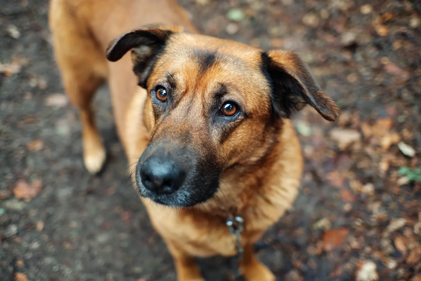 Uveitis in Dogs: Causes, Symptoms, Treatment, and Prevention