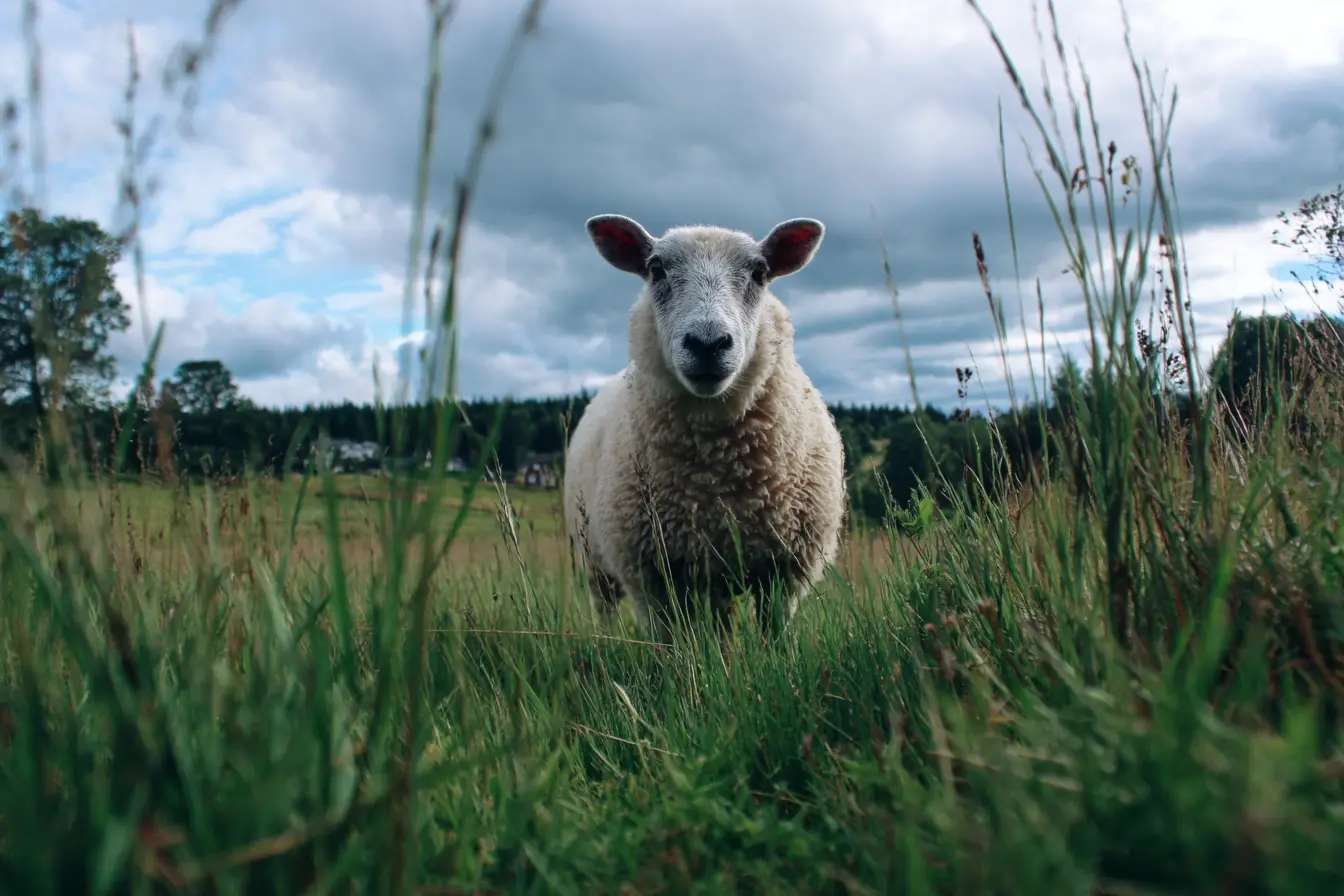 Johne’s Disease in Livestock Johne’s Disease in Livestock