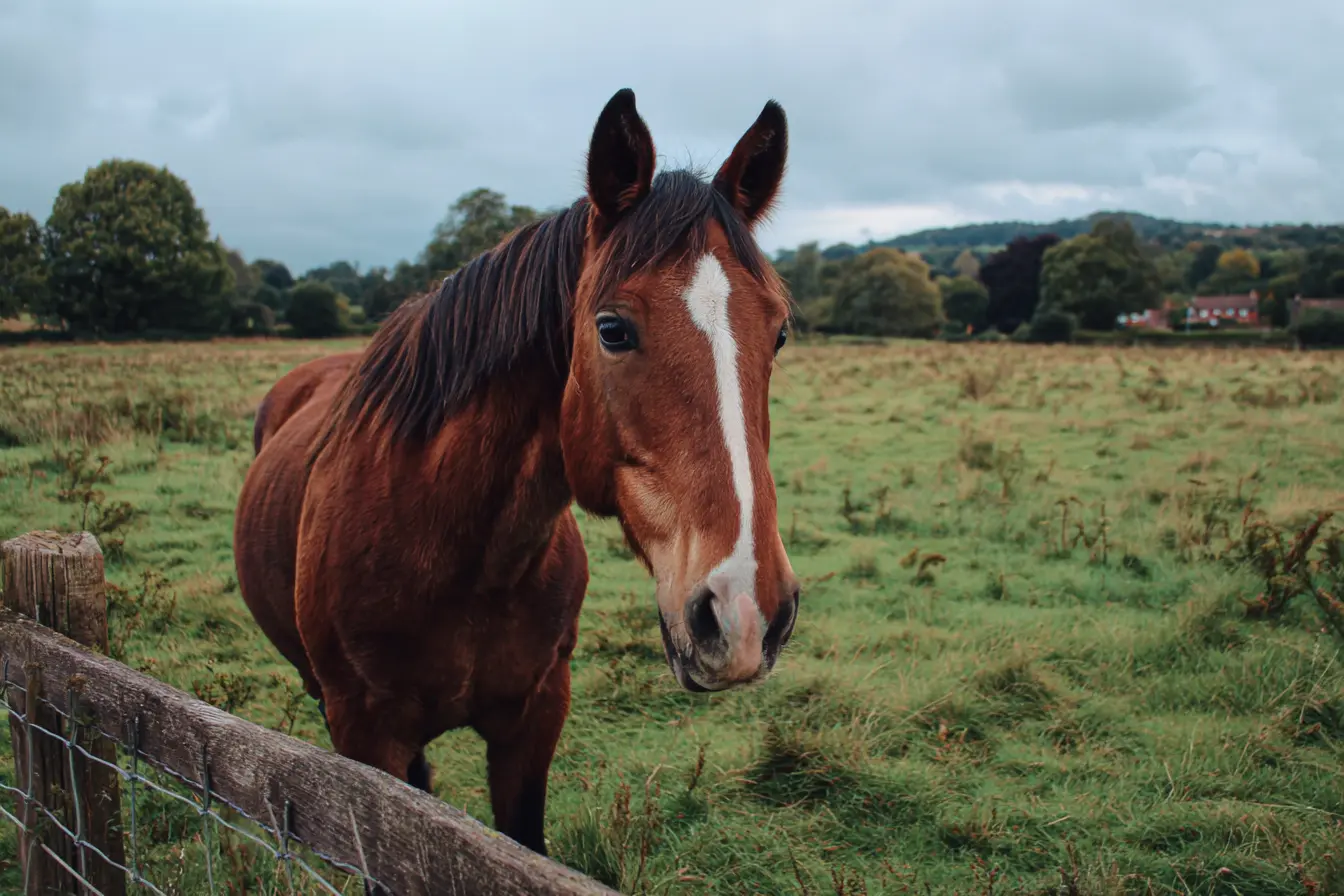 Fibrotic Myopathy in Horses: Causes, Symptoms, Diagnosis, and Treatment