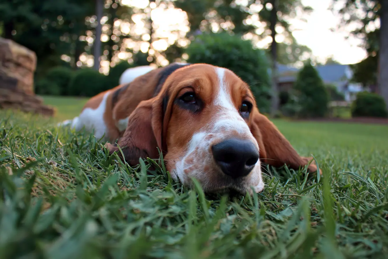 The Basset Hound: A Charming Companion with an Unmistakable Look
