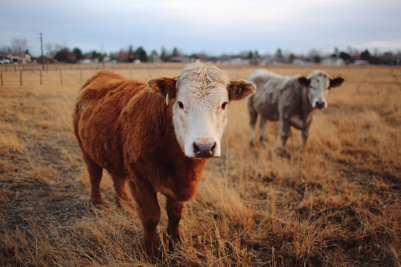Bovine Viral Diarrhoea (BVD): Understanding, Controlling, and Eradicating a Major Threat to Cattle Herds